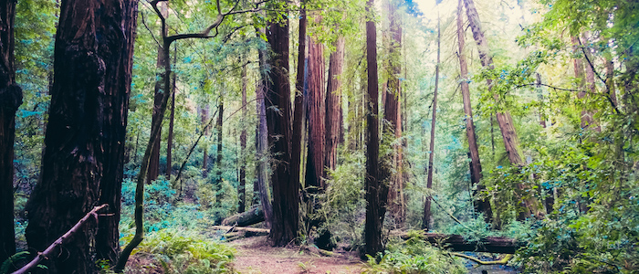 Muir Woods National Monument