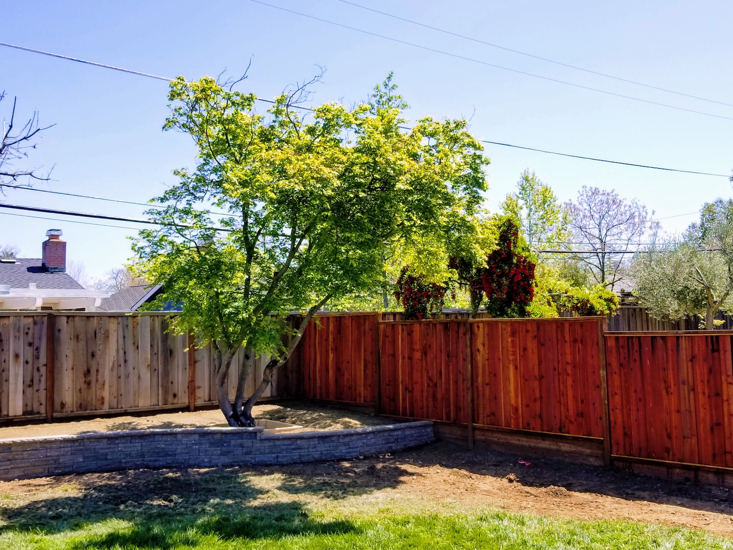 Japanese Maple Tree