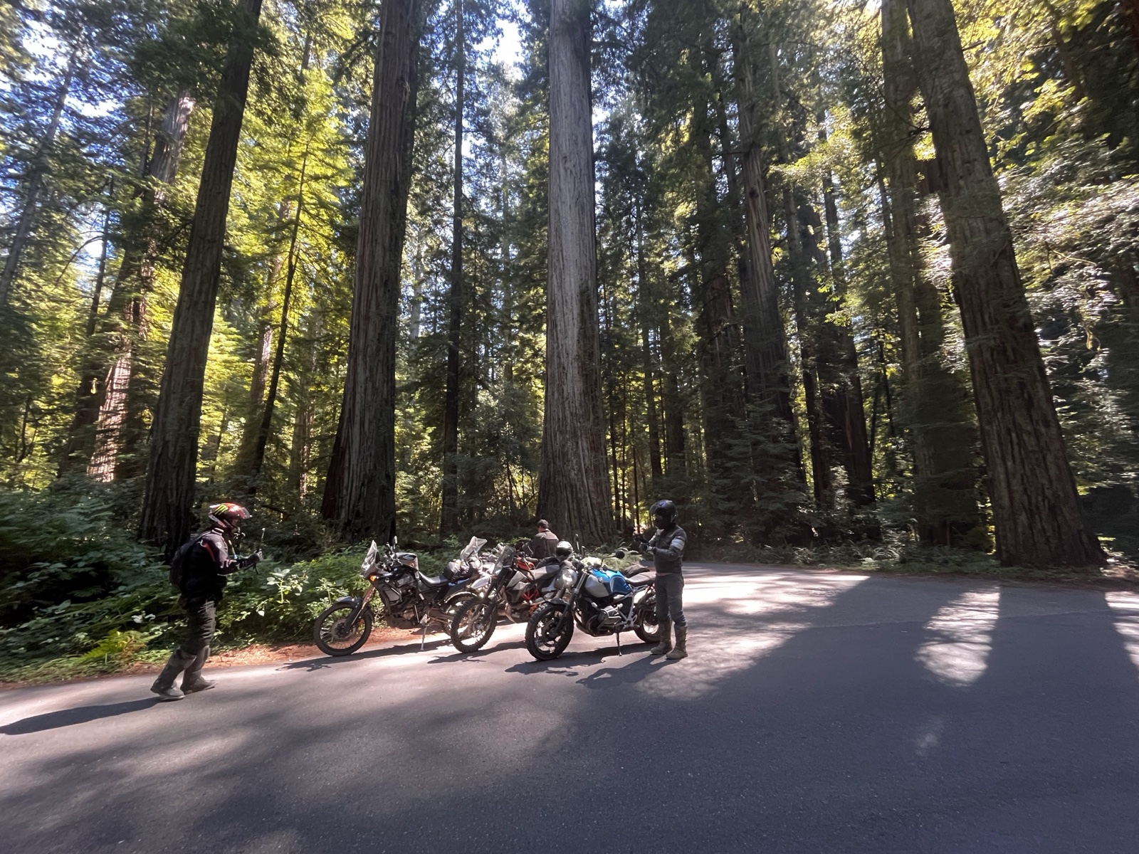 Humboldt Redwoods 주립공원의 거대한 고목