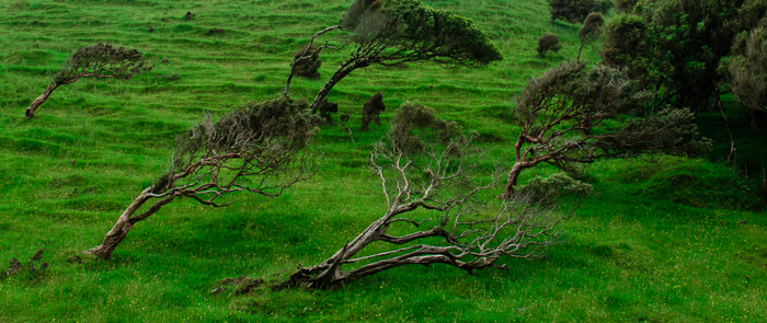 New Zealand Campervan Images